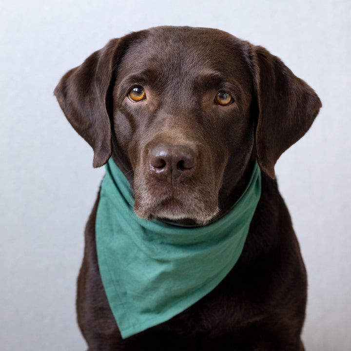 Large Dog Bandana - In Stock